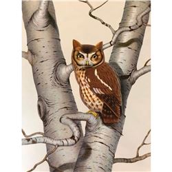 1950 Menaboni Bird Pring, Screech Owl