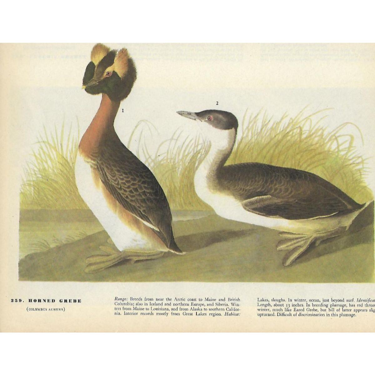 1946 Audubon Print Horned Grebe