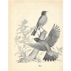 1950 Menaboni Bird Picture, Robin