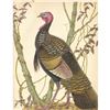 Image 1 : 1950 Menaboni Bird Print, Eastern Wild Turkey