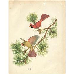 1950 Menaboni Bird Print, Cardinals