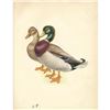 Image 1 : 1950 Menaboni Bird Print, Mallard Duck