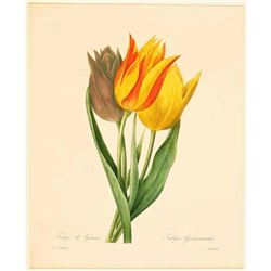 After Pierre-Jospeh Redoute, Floral Print, #141 Tulip de Gesner (Tulip)