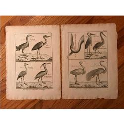 Pair of 18thc French Copperplate Engravings, Herons & Cranes