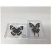 Image 1 : Showcased Butterflies