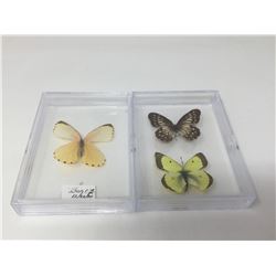 Showcased Butterflies