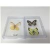 Image 1 : Showcased Butterflies