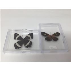 Showcased Butterflies