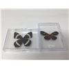 Image 1 : Showcased Butterflies