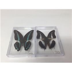 Showcased Butterflies