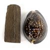Image 1 : Arizona Petrified Wood Specimen and Cowry Shell