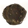Image 3 : Arizona Petrified Wood Specimen and Cowry Shell