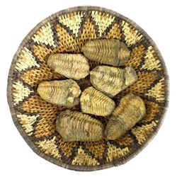 Tribal Basket & 7 Trilobite Fossils