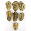 Image 4 : Tribal Basket & 7 Trilobite Fossils