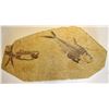Image 2 : Impressive Dyplomystus Fish Fossil with Two Small Split-Fish Slabs  #110636