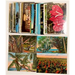 Hawaii Flower Postcards  #103260