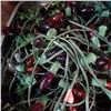 Image 2 : TOTE OF CHRISTMAS LIGHTS