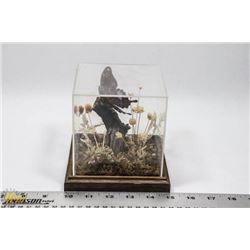 HAND MADE BUTTERFLY DISPLAY.