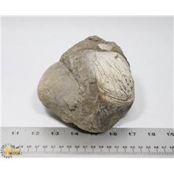 CLAM FOSSIL