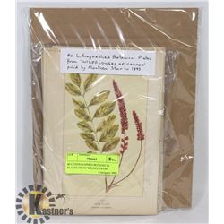 80 LITHOGRAPHED BOTANICAL PLATES FROM 'WILDFLOWERS