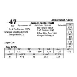 Lot  47 - commercial bull