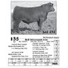 Image 1 : Lot  135 - McD Silversmith 8186