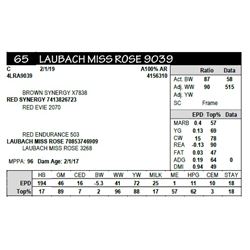 LAUBACH MISS ROSE 9039