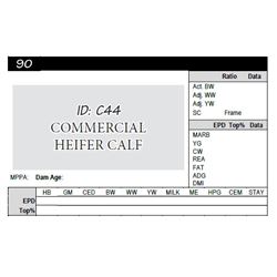 Commercial Heifer Calf ID:C44