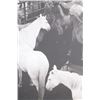 Image 8 : 1999 Original Wouter Deruytter Gelatin Silver