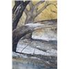 Image 8 : Morris Rippel Water Color "Arch Tree"