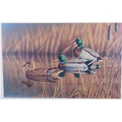 Afternoon Mallards By Richard Clifton