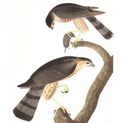 c1946 Audubon Print #374 Sharp-Shinned Hawk