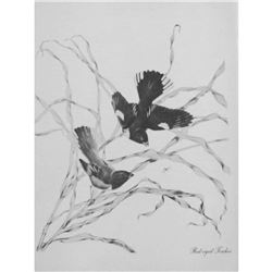 1950 Menaboni Print, Red-eyed Towhee (Black/White)