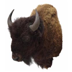 American Bison/buffalo Taxidermy Shoulder Mount