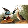 Image 1 : c1946 Audubon Print #327 Shoveller