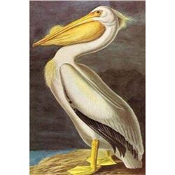 c1946 Audubon Print #311 White Pelican