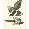 Image 1 : c1950 Audubon Print, American Magpie