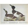 Image 1 : c1946 Audubon Print, #294 Ring-Necked Duck