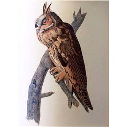 c1946 Audubon Print #383 Long-Eared Owl