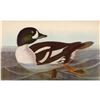Image 1 : c1946 Audubon Print #403 Barrow's Golden-Eye