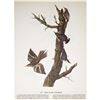 Image 1 : c1946 Audubon Print #415 Two Bark Feeders