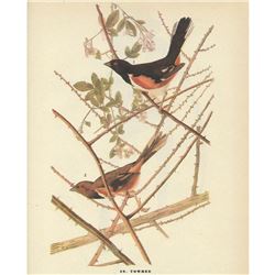 c1946 Audubon Print #29 Towhee