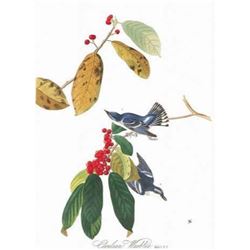 c1946 Audubon Print #48 Cerulean Warbler