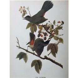 c1946 Audubon Print, Catbird #128