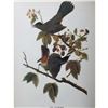 Image 1 : c1946 Audubon Print, Catbird #128
