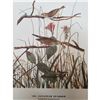 Image 1 : c1946 Audubon Print #109 Savannah Sparrow
