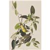 Image 1 : c1946 Audubon Print #163 Yellow-Palm Warbler