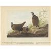 Image 1 : c1946 Audubon Print #172 Blue-Headed Quail-Dove