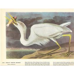 c1946 Audubon Print #281 Great White Heron