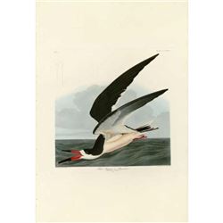 c1946 Audubon Print #323 Black Skimmer